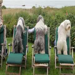 Exploring Pet-Friendly Food Events in Western Massachusetts