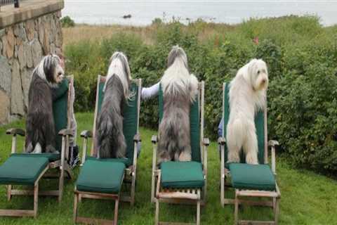 Exploring Pet-Friendly Food Events in Western Massachusetts