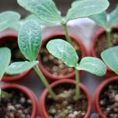 Seed, Sprout, Spectacular: Tips for Starting Your Garden From Scratch