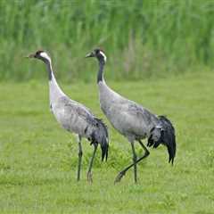 Cropped 8 April 2026: Iran war drives up food prices | Two nature talks conclude | Return of UK’s..