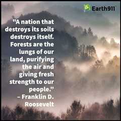 Earth911 Inspiration: Forests Are the Lungs of Our Land