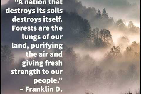 Earth911 Inspiration: Forests Are the Lungs of Our Land