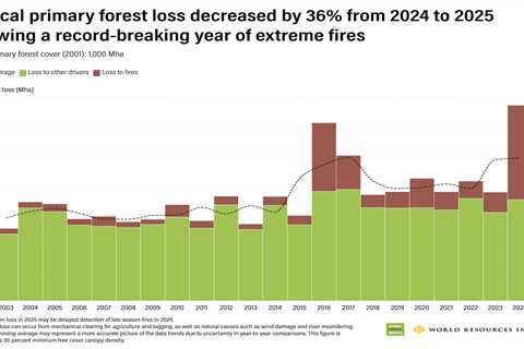 Brazil leads “encouraging” decline in global rainforest destruction in 2025