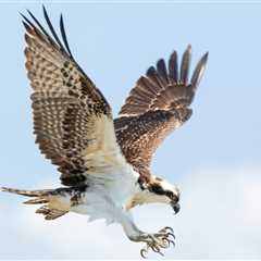 Osprey: The Ocean’s Most Specialized Bird of Prey