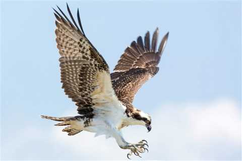 Osprey: The Ocean’s Most Specialized Bird of Prey