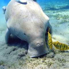 Coral reefs are not doomed – but policy must catch up with the science