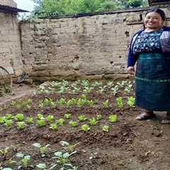 In Guatemala, Indigenous women build climate resilience with old and new farming methods